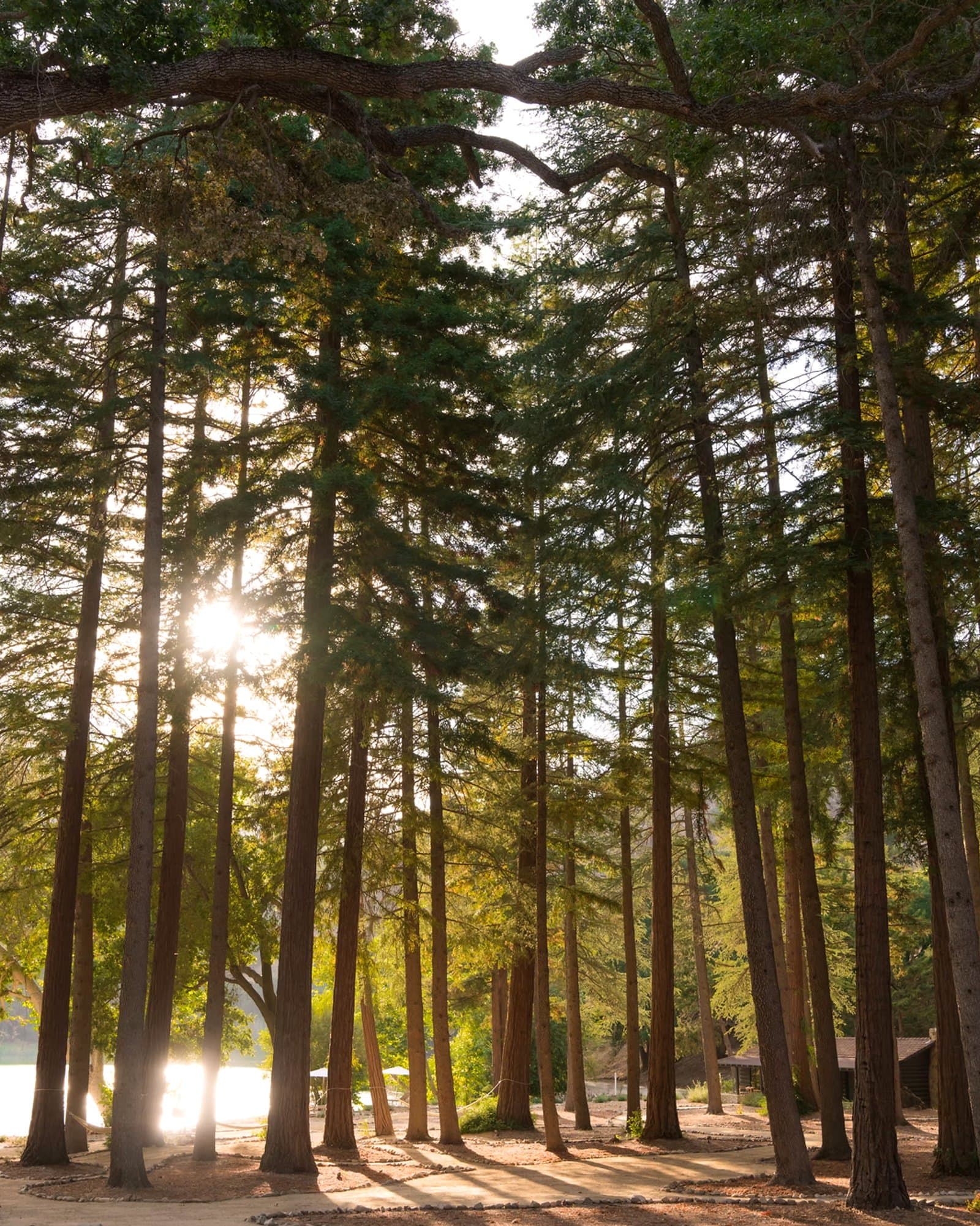 Evening sun through the pine grove at the edge of the lake